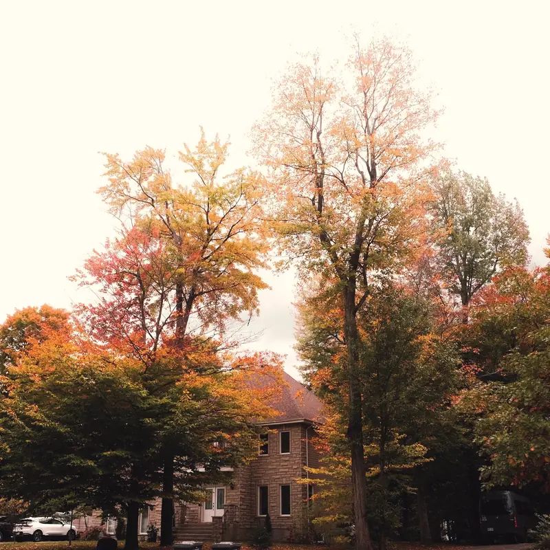 Older suburban house with a stone chimney behind autumn trees